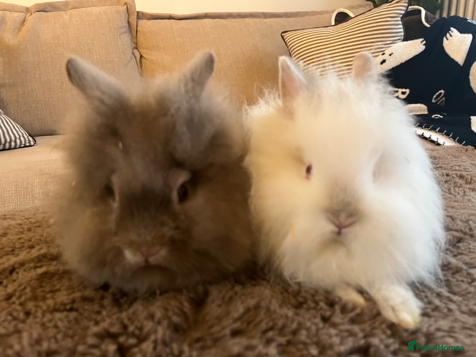 Lionhead rabbits 🐰 Full Double Main Lionhead Bunnies 🐰  - Advert 1