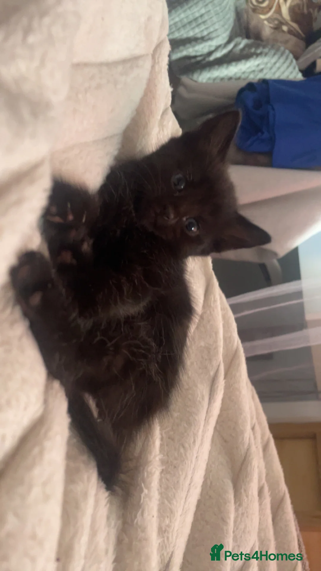 Mixed Breed cats for sale: Beautiful fluffy cuddly kittens for sale!!!  - Advert 4