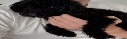 Toy Poodle dogs for sale: Kc reg toy poodle girl (black) - Advert 4
