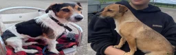 Jack Russell dogs for sale: 4 Quality pure Jack Russell puppies.   in Worcester - Advert 6