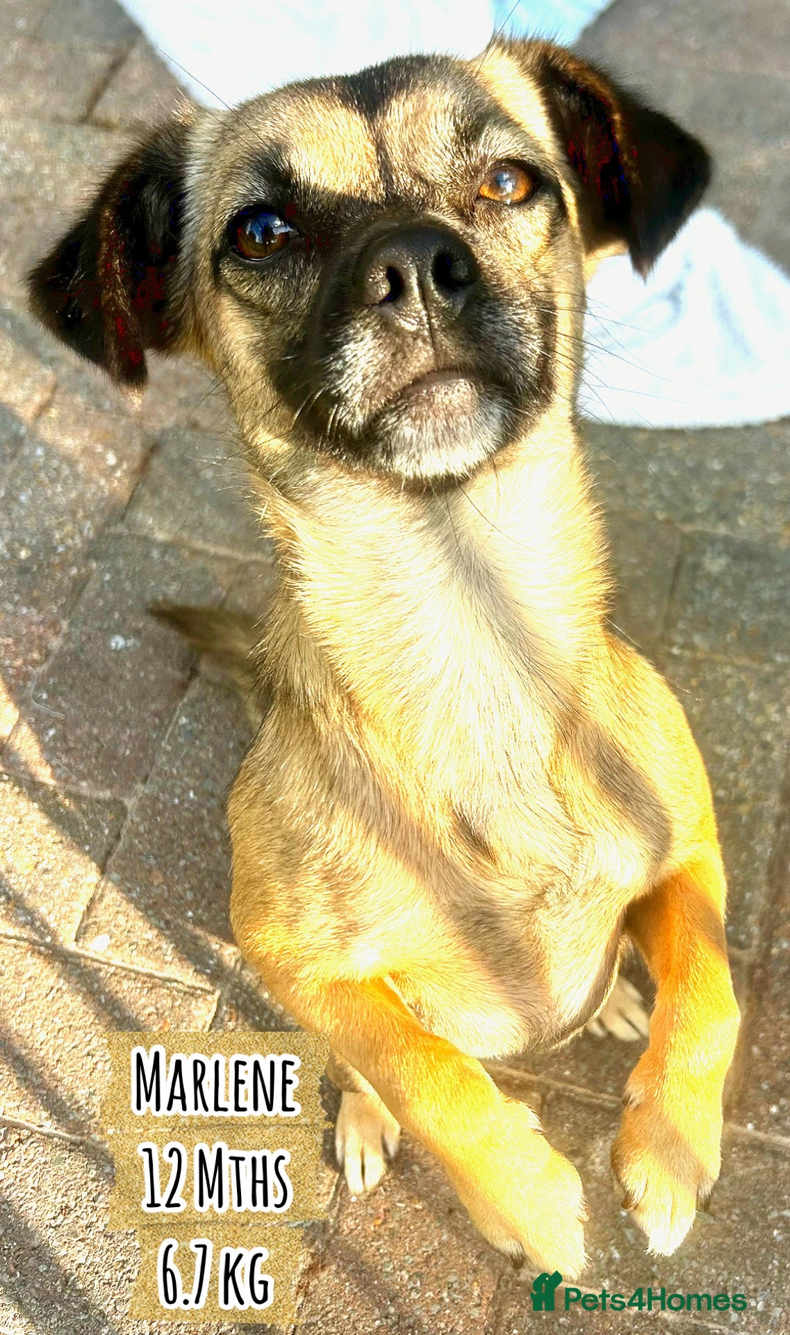 Mixed Breed dogs Meet Marlene  11 months old  6.5 kg Romanian mix  - Advert 2