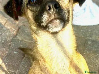 Mixed Breed dogs Meet Marlene 11 months old 6.5 kg Romanian mix - Advert 2