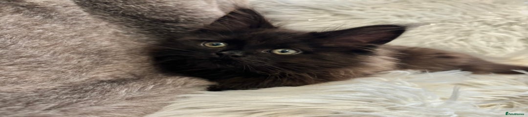 Maine Coon Kitten 2