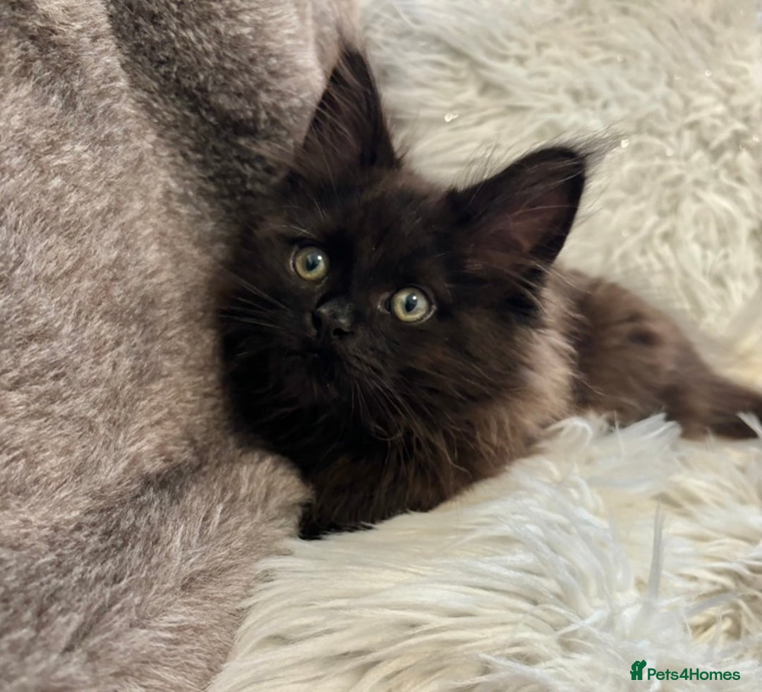 Maine Coon cats for sale: Maine coon kittens black grey brown tabby ready - Image 5