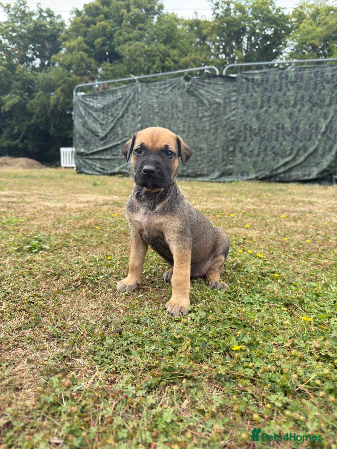 Belgian Shepherd Dog dogs for sale: Dutch Herder x Alano Espanol Pupies - Image 12