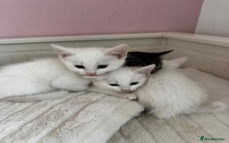 American Shorthair cats for sale: Kittens  - Image 3