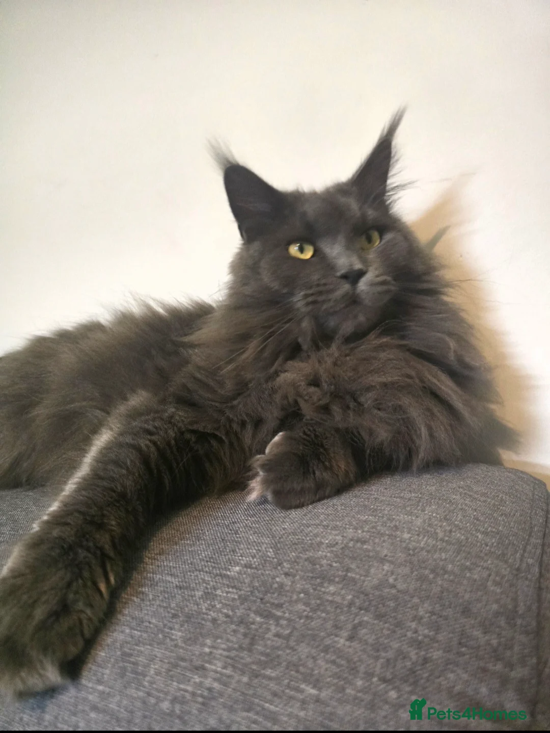 Maine Coon cats for sale: Blue female Maine coon - Advert 10