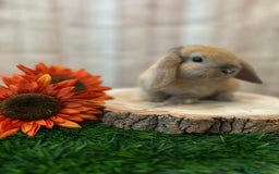 Mini Lop rabbits for sale: Gorgeous mini lops - orange litter - Image 4