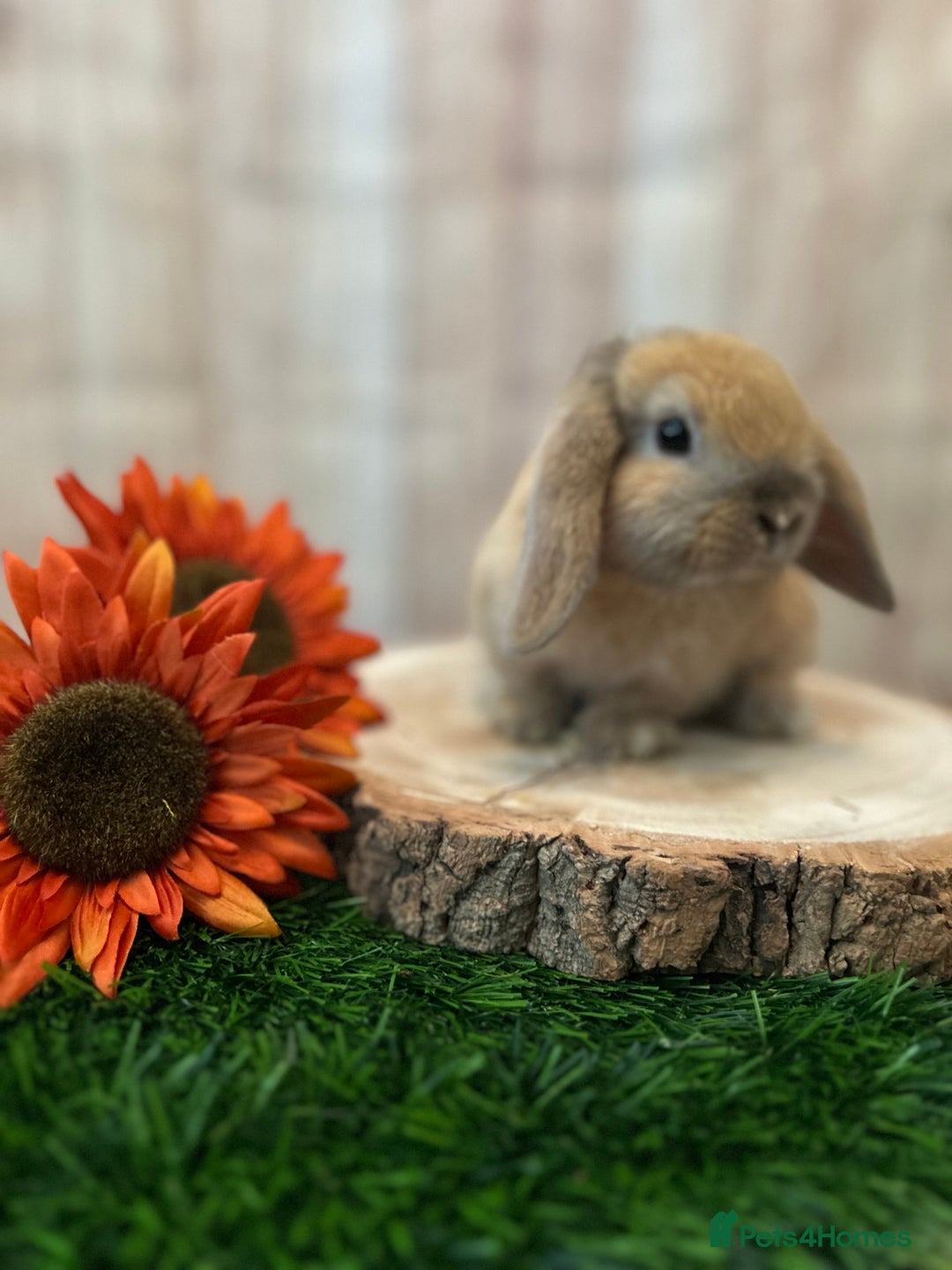 Mini Lop rabbits for sale: Gorgeous mini lops - orange litter - Image 4