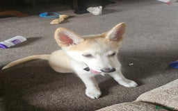Mixed Breed dogs for sale: Puppy for sale - Image 3