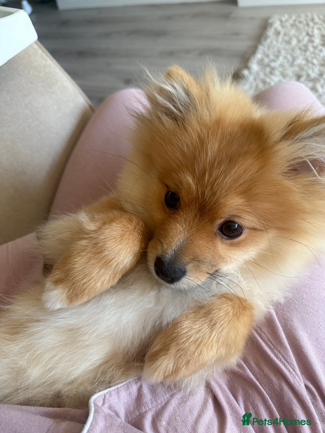 Pomeranian dogs for sale: Pomeranian Puppy 5 Months Old Loving Home Wanted  - Advert 1