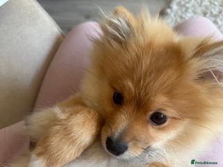 Pomeranian dogs Pomeranian Puppy 5 Months Old Loving Home Wanted - Advert 6