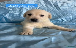 Goldador dogs for sale: 🤍🦮White Goldador Puppies🦮🤍 in Bridgend - Image 7
