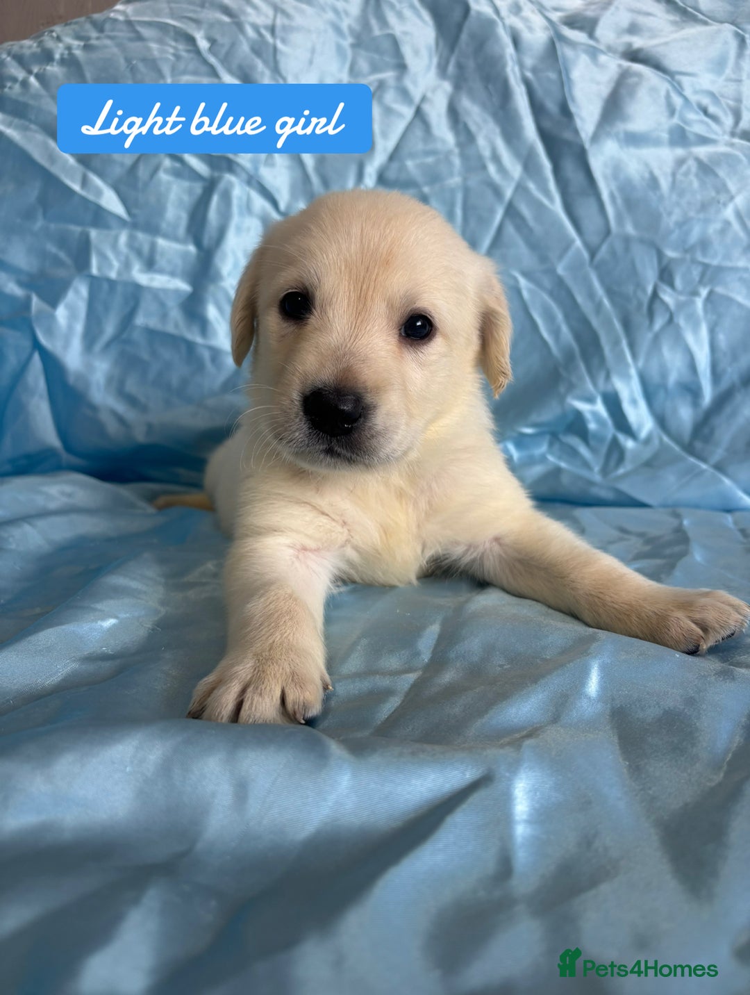 Goldador dogs for sale: 🤍🦮White Goldador Puppies🦮🤍 in Bridgend - Image 7