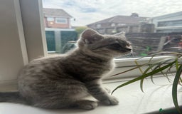 Scottish Fold cats for sale: Scottish fold kitten  - Image 3