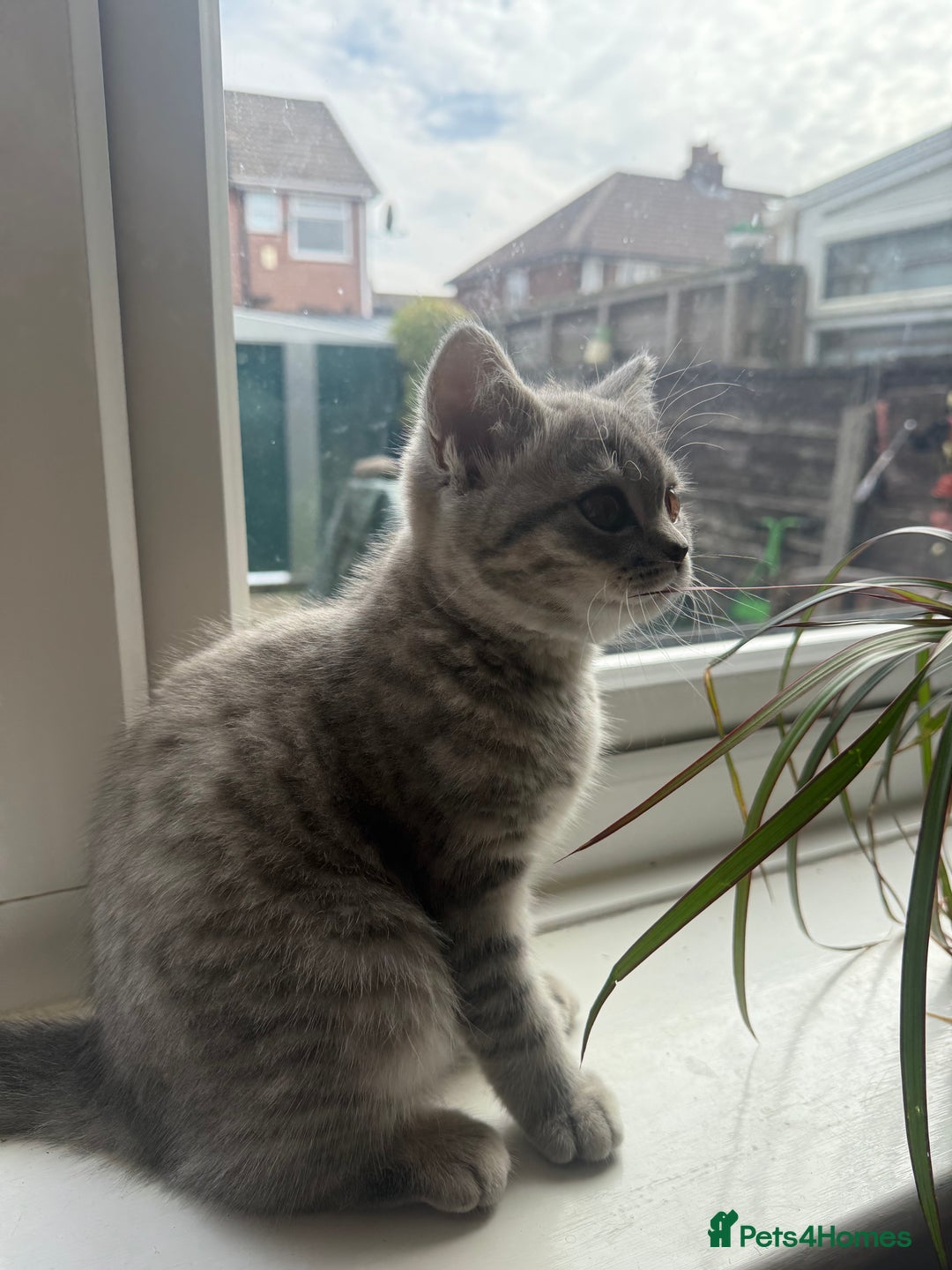 Scottish Fold cats for sale: Scottish fold kitten  - Image 3