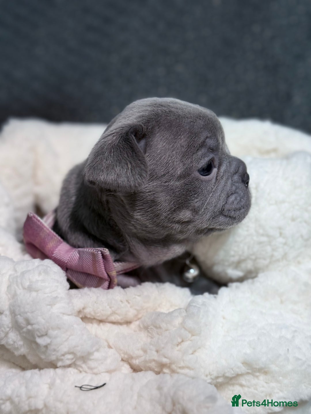 French Bulldog dogs for sale: French bulldog puppies for sale! - Advert 33