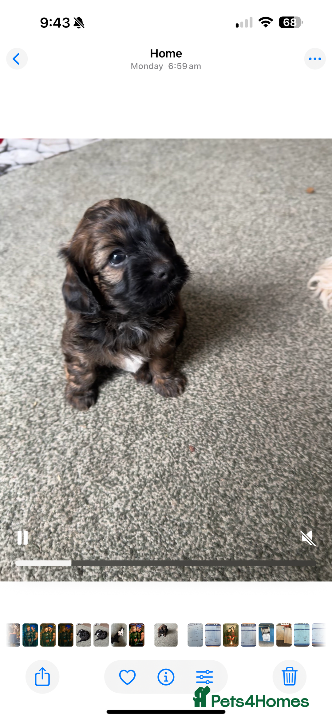 Shihpoo dogs for sale: 4 shihpoo males  in Telford - Image 23