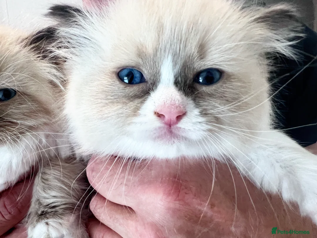 Ragdoll cats for sale: 🏆Outstanding Pedigree Ragdolls.  - Advert 7