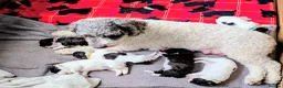 Spanish Water Dog dogs for sale: Spanish water dog  - Advert 30