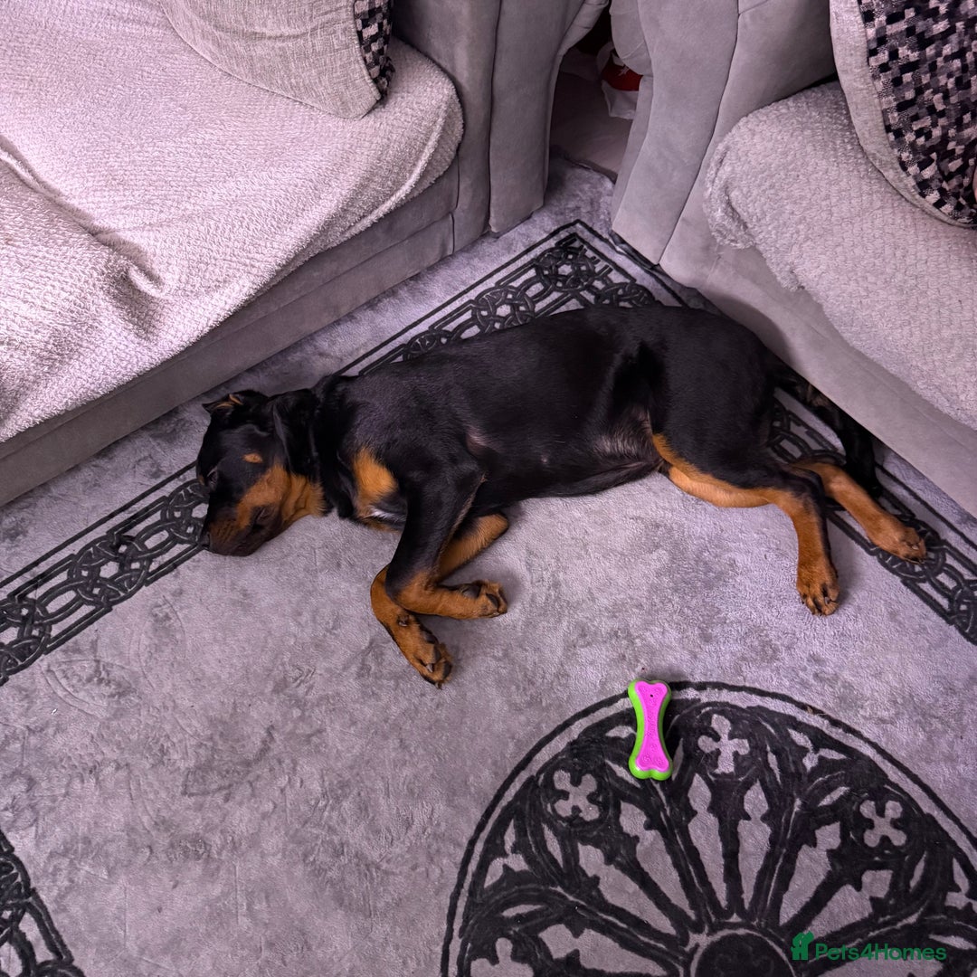 Rottweiler dogs for sale: Rottweiler - Advert 2