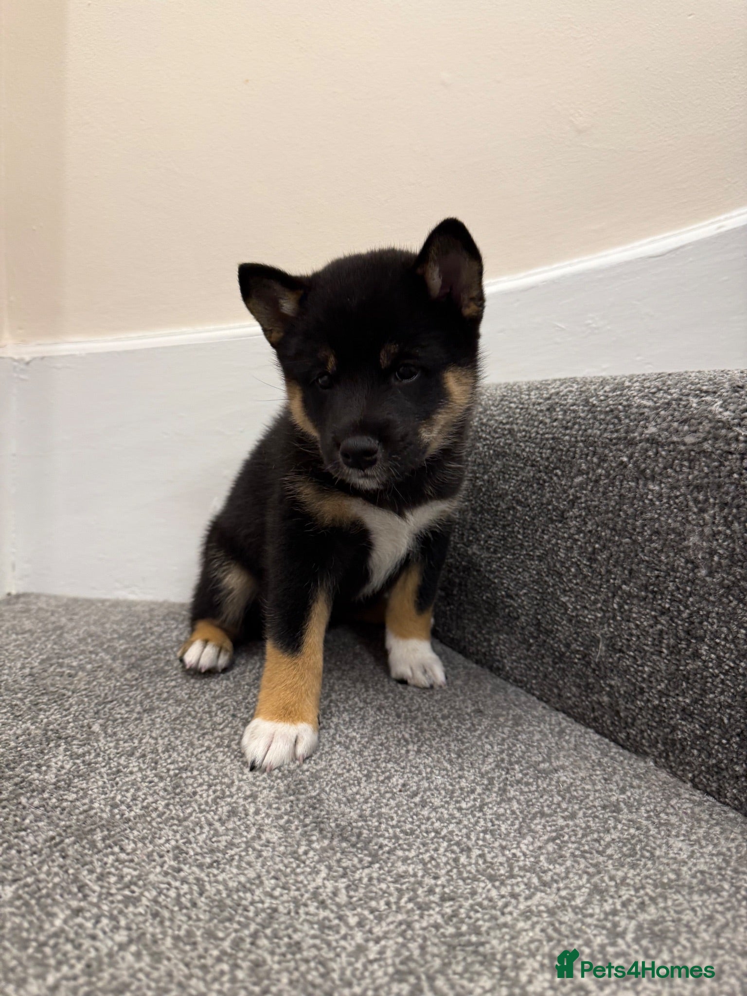 Japanese Shiba Inu dogs Beautiful babies - Advert 12