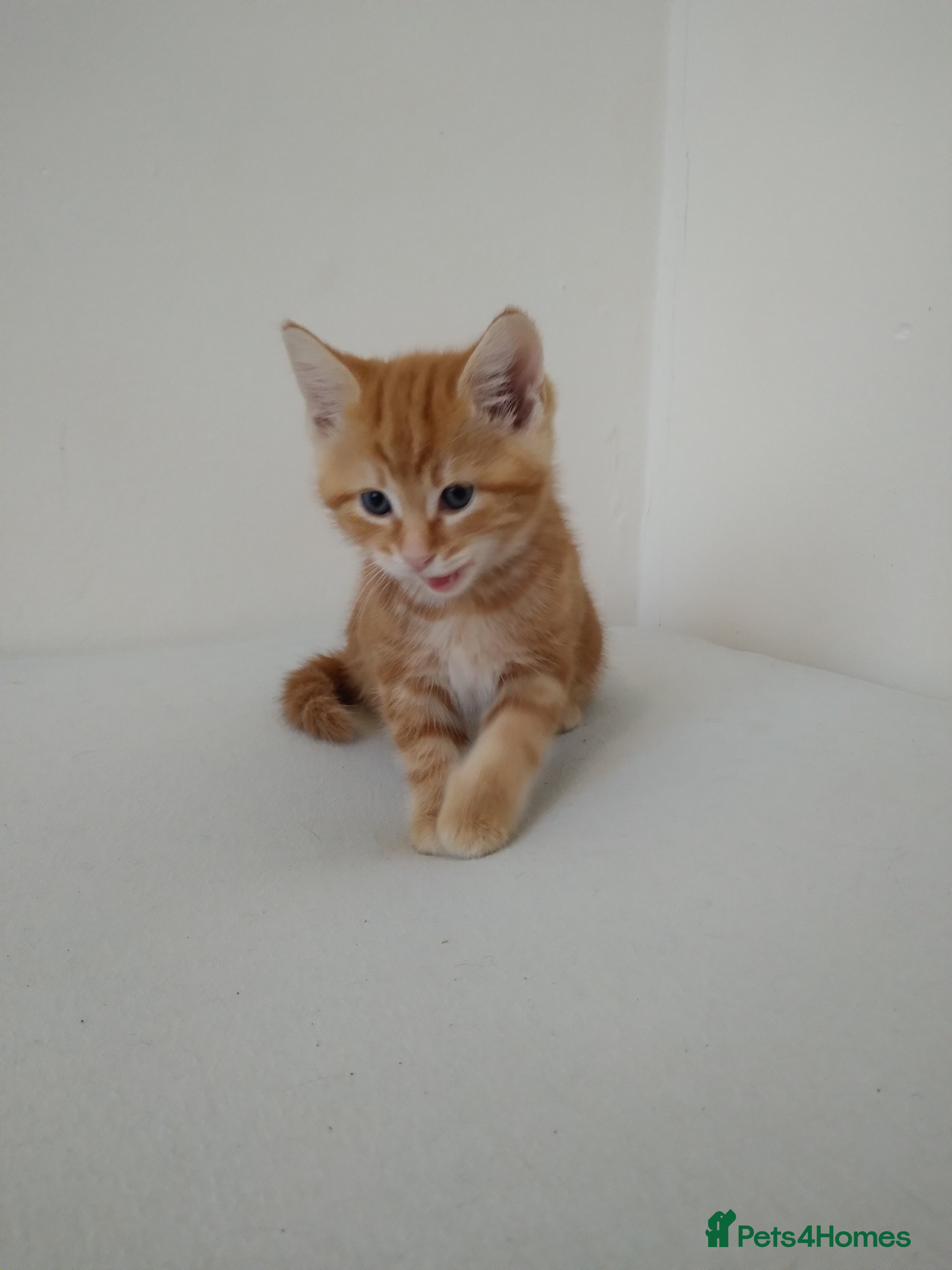 British Shorthair cats English shorthair - Advert 10