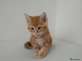 British Shorthair cats English shorthair - Advert 10