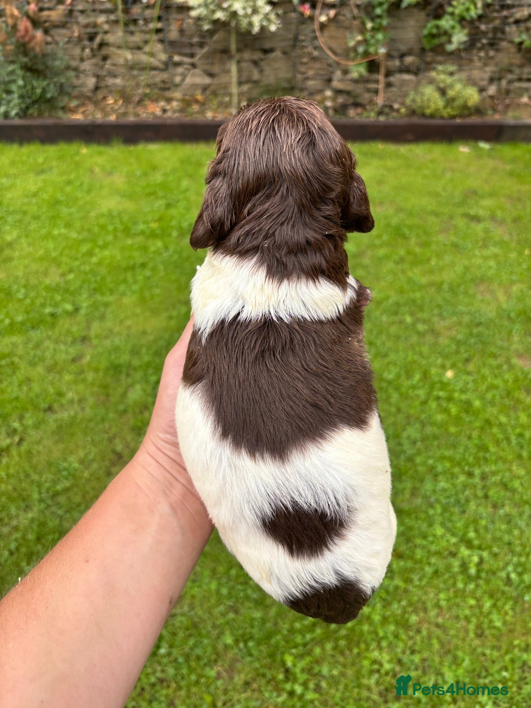 English Springer Spaniel dogs for sale: Springer Spaniel Puppies  - Image 32