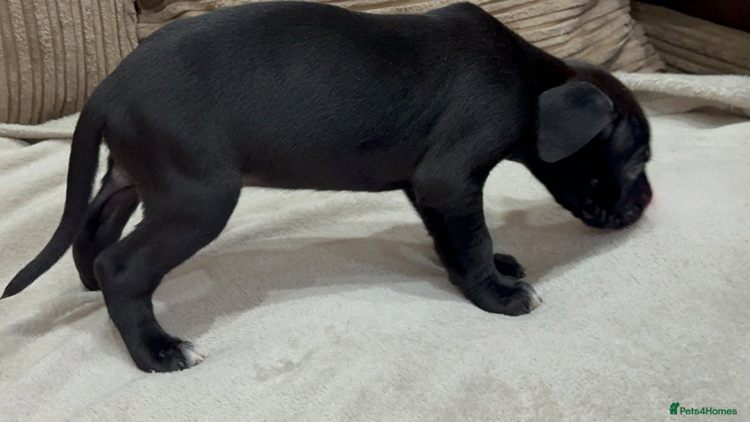 Cane Corso dogs for sale: Cane Corso Puppies for Sale - Image 7