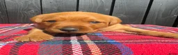 Labrador Retriever dogs for sale: 🧡 Fox Red KC working Labrador’s  in Thetford - Advert 18