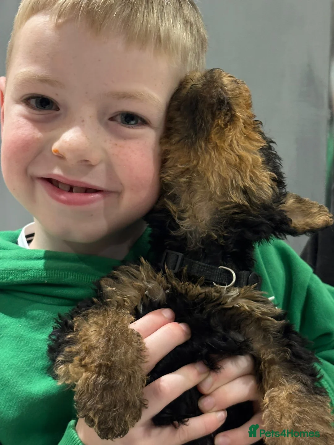 Airedale Terrier dogs for sale: Pure breed Airedale Terriers for sale - Advert 36