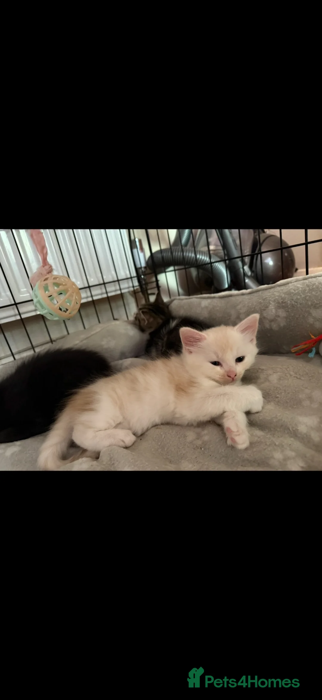 Mixed Breed cats for sale: 2 kittens for sale  - Advert 2