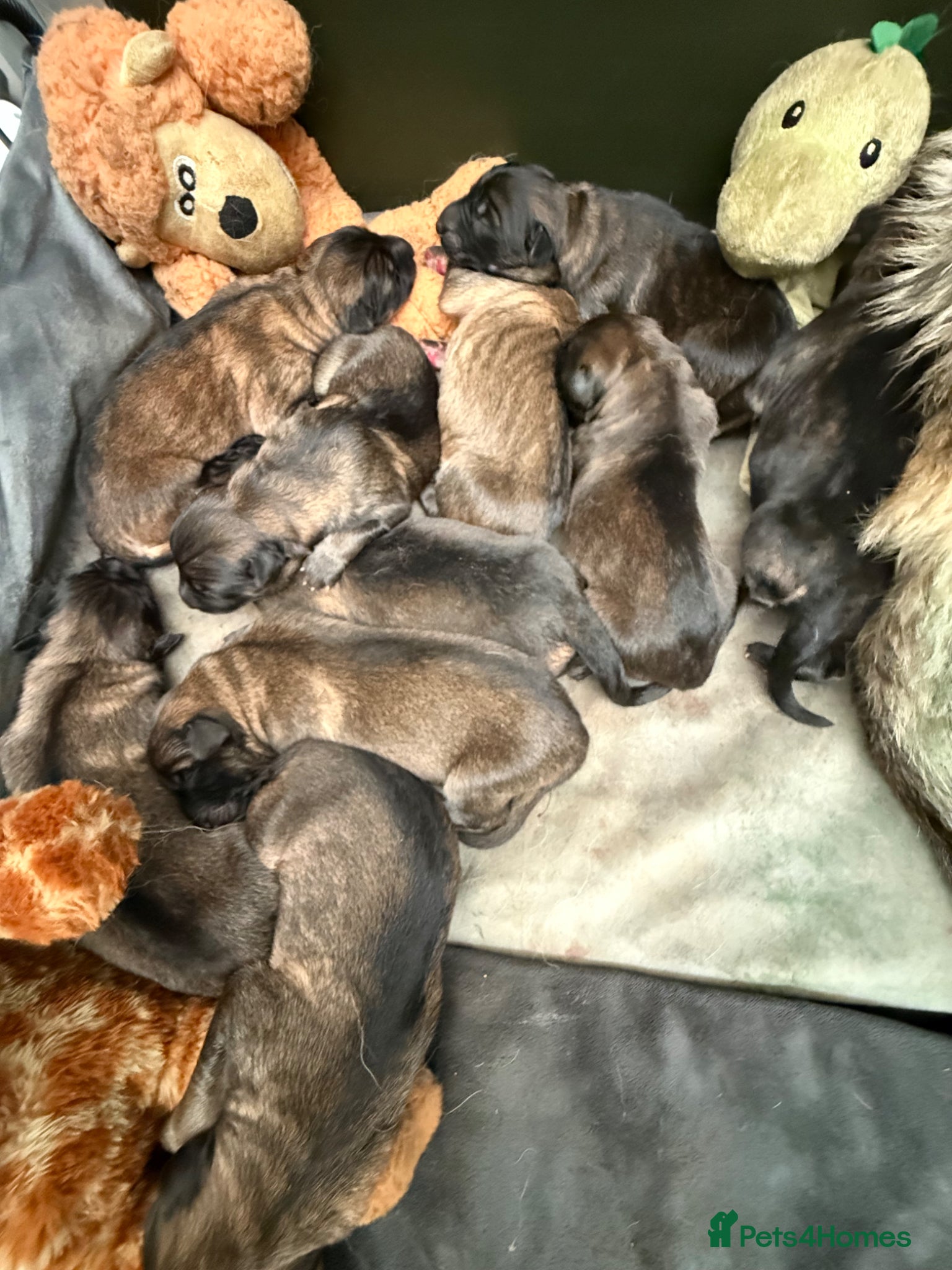 German Shepherd dogs for sale: Super Special Unique German Shepard Puppies  - Advert 4