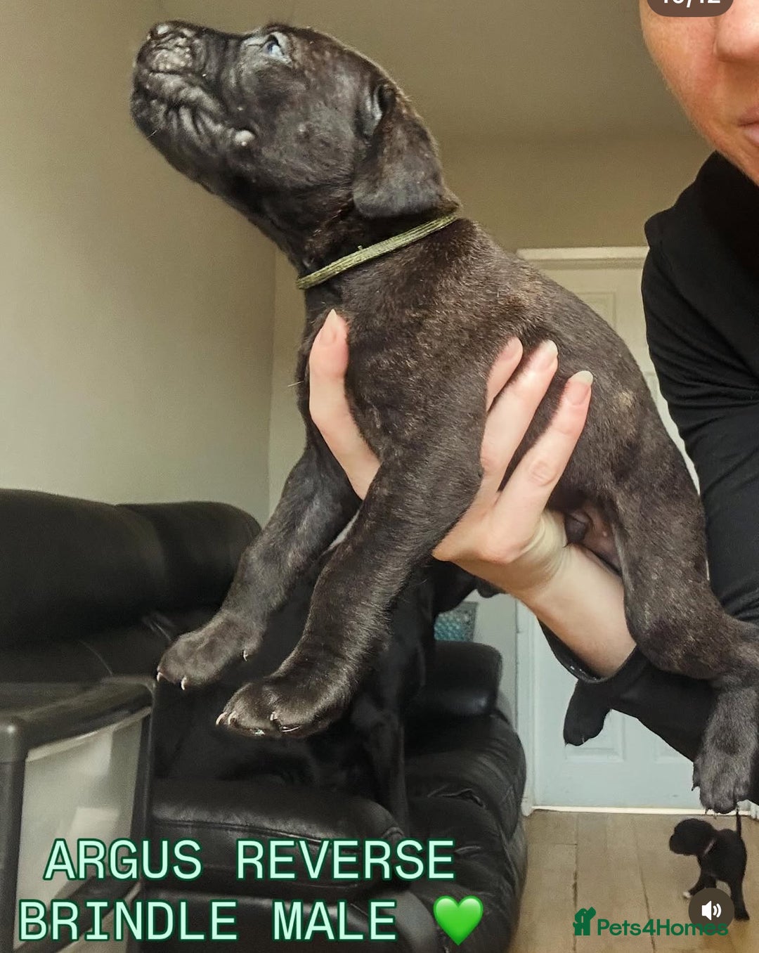Cane Corso dogs for sale: READY REDUCED CANE CORSO - Image 34
