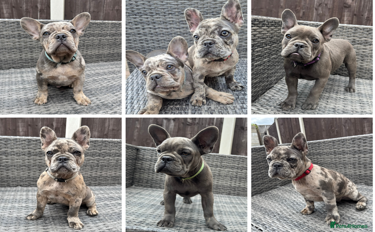 French Bulldog dogs in Walton-on-Thames - Advert 10