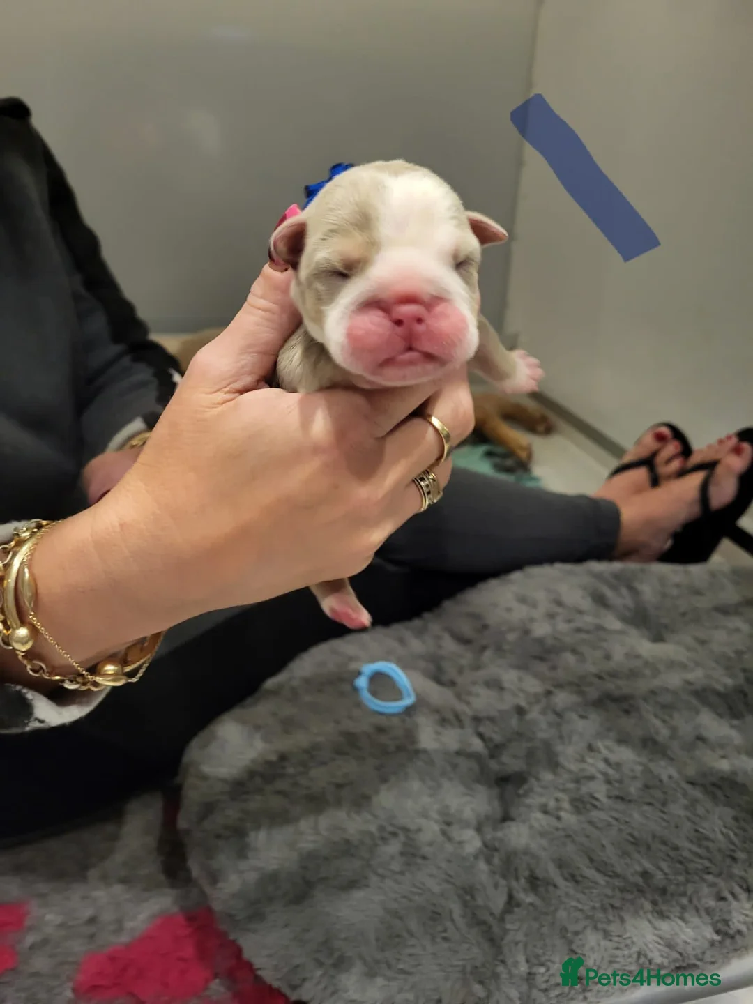 English Bulldog dogs for stud: Dog for stud in Dagenham - Advert 5