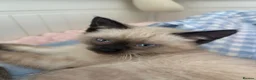 Ragdoll cats for sale: Ragdoll line mix, coming with all necessities - Advert 3