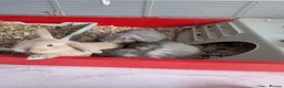 Mini Lop rabbits for sale: 3 male mini lips  - Advert 8