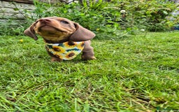 Miniature Dachshund dogs for sale: Miniature sausages Kc reg  in Wigan - Image 21