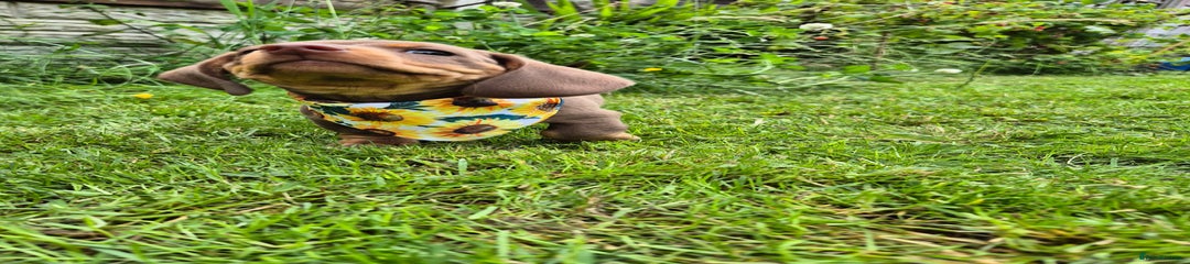 Miniature Dachshund Puppy 6