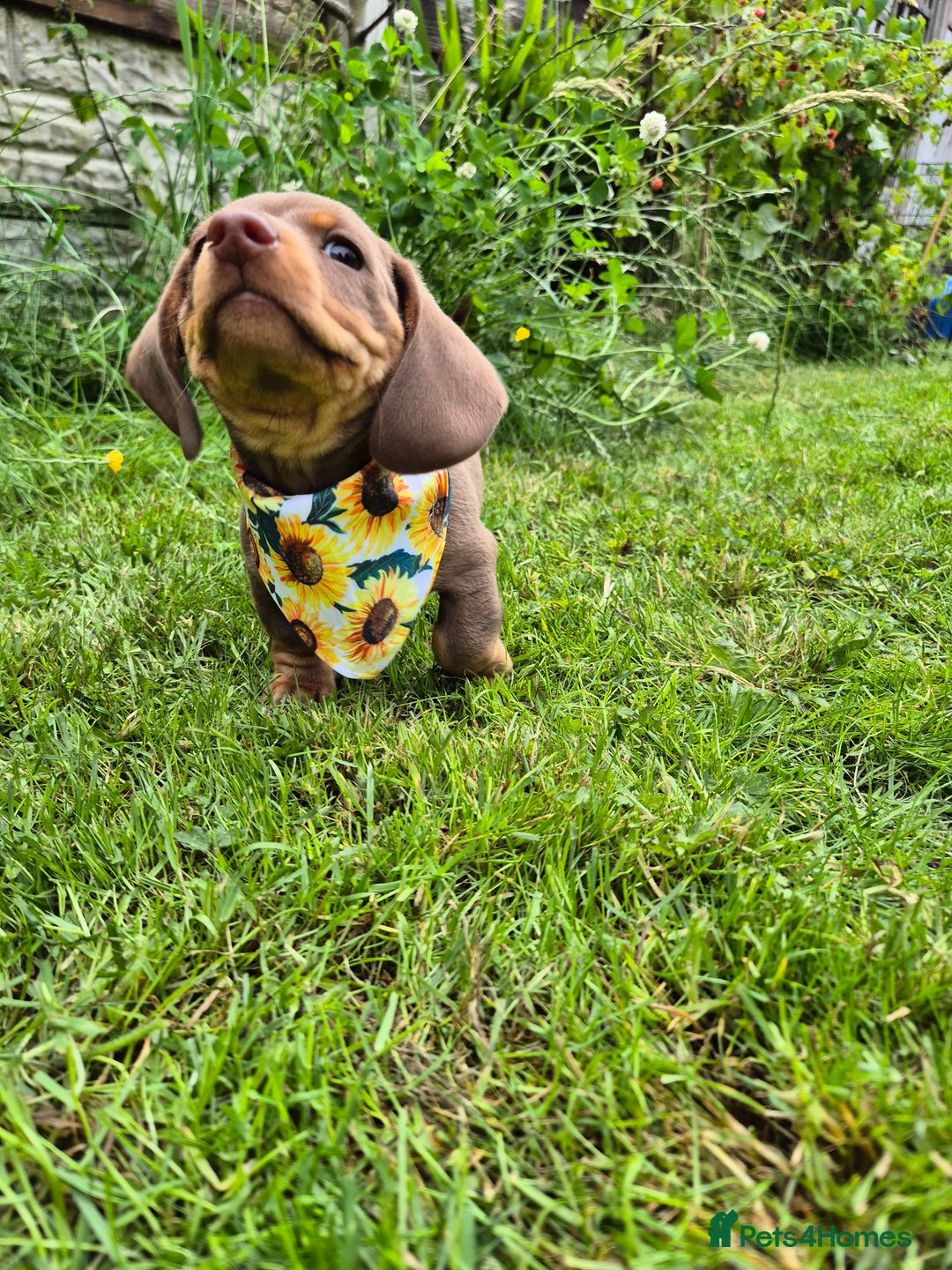 Miniature Dachshund dogs for sale: Miniature sausages Kc reg  in Wigan - Image 21
