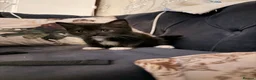 Scottish Fold cats for sale: 5 Beautiful Scottish Folds/Straights for sale - Advert 4