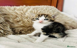 Mixed Breed cats for sale: Beautiful Kittens For Sale  - Image 15