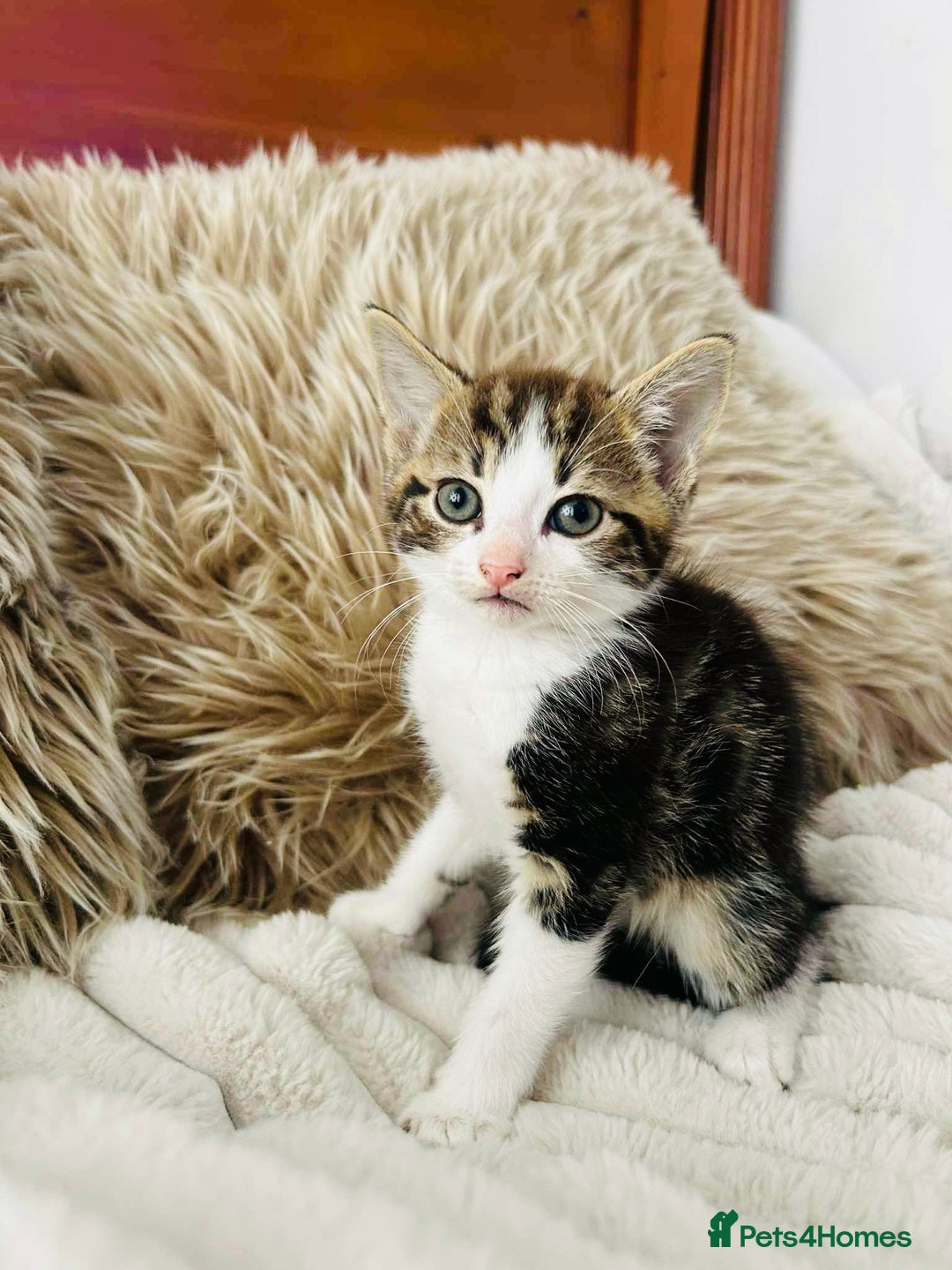 Mixed Breed cats for sale: Beautiful Kittens For Sale  - Image 15