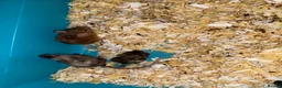 Mouse rodents for sale: Loads of females and males - Advert 5