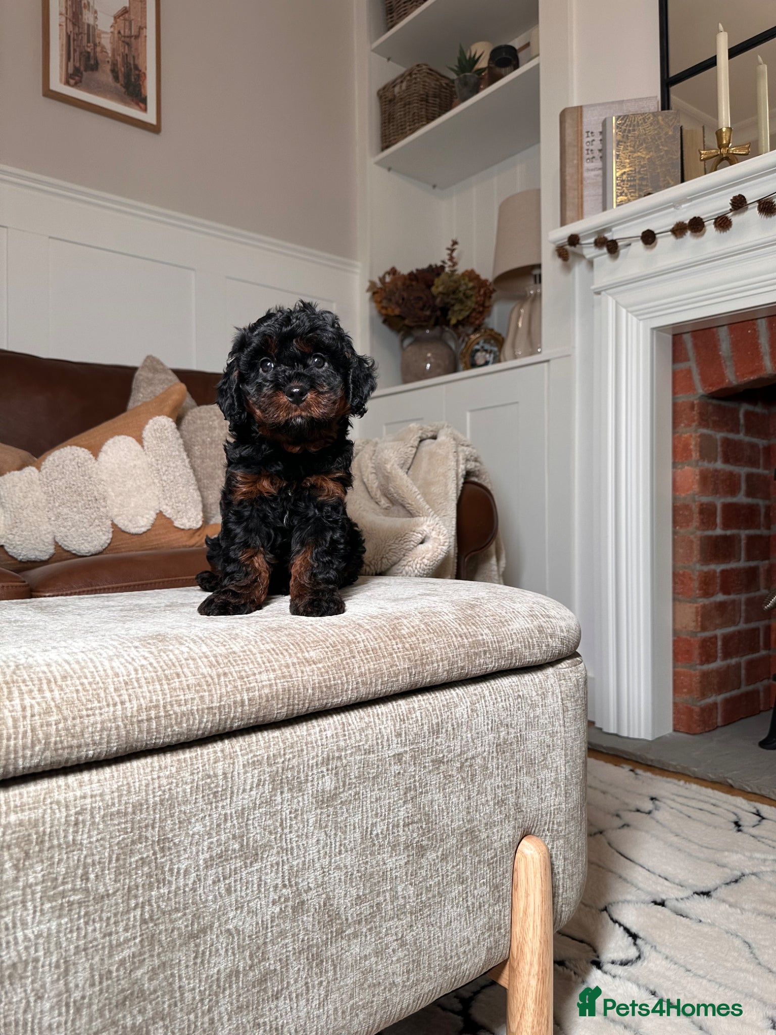 Cavapoo dogs Adorable Cavapoo puppies. Health tested Parent.  - Advert 2