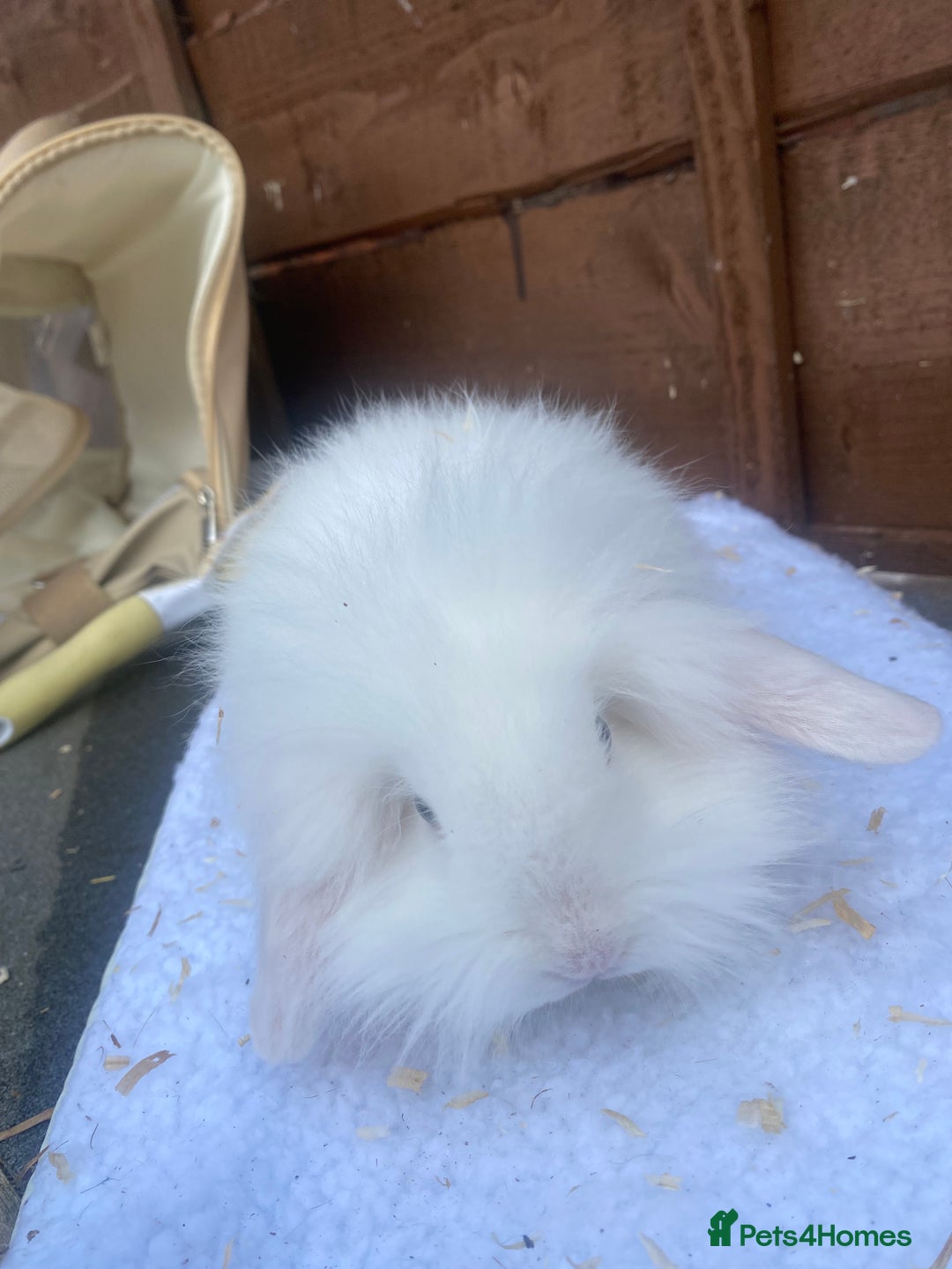 Lionhead rabbits for sale: Gorgeous Teddy widders - Image 8