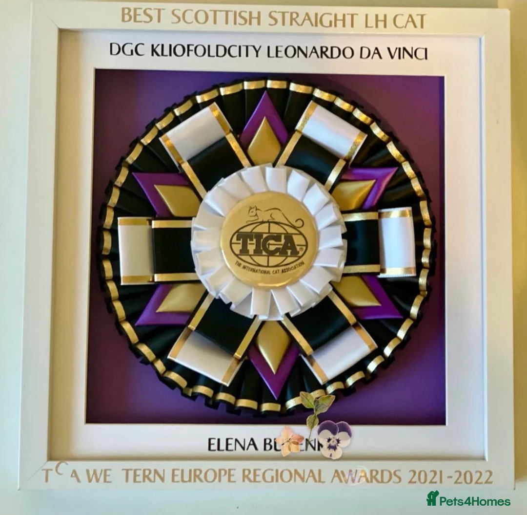 Scottish Fold cats for sale: The highest breeding quality Scottish Straight  - Advert 12