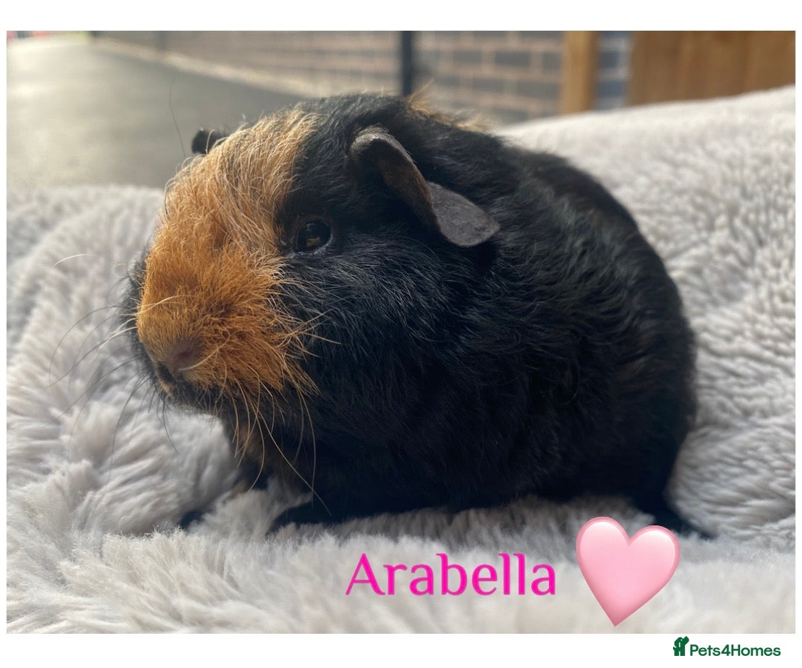 Guinea Pig rodents Pedigree blue & skinny carrying Guinea pigs  - Advert 18